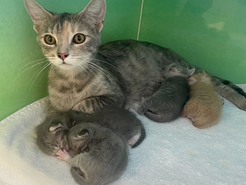Chewy Vet Care Plantation photo