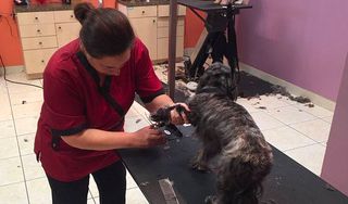 D'tails Pet Boutique & Spa