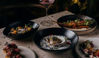 Ossobuco Coconut Grove